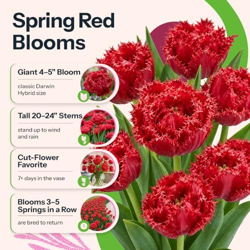 20 Qatar Red Fringed Tulip Bulbs for Fall Planting, Crispa - Image 2