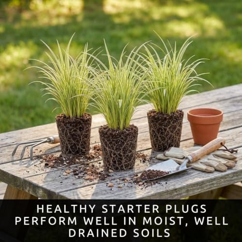 3 Pennsylvania Sedge Live Plant Plugs – Carex pensylvanica Native Shade Grass Starter Plants – Low Maintenance Ground Cover for Woodland Gardens & Landscaping (3 Plants) - Image 4