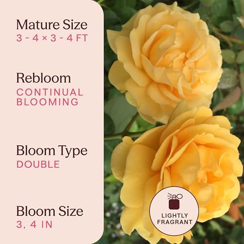 Heirloom Floribunda Roses, Live Own Root Plant, Julia Child™ - Image 6