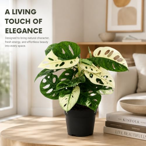 Monstera Albo Live Plant, Variegated Adansonii Swiss Cheese 4 Inch - Image 5