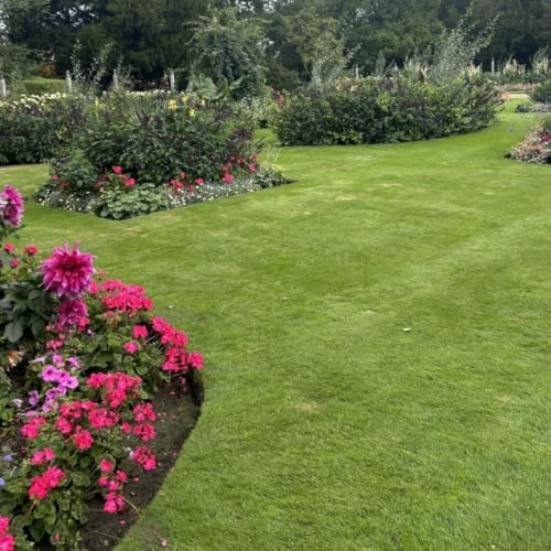 100,000 Emerald Zoysia Grass Seeds for Planting - Image 6