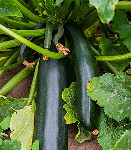 25 Organic Black Beauty Zucchini Summer Squash Seeds for planting. Non GMO and Heirloom. 3 grams of seeds. Garden Vegetable Survival - Image 2
