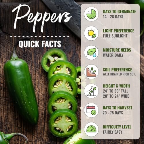 Seed Needs Jalapeño M Hot Pepper Seeds to Plant Vegetables - 20 Packs - Image 4