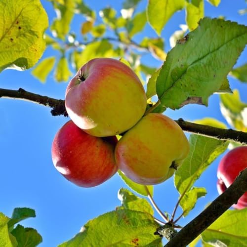 Anna Apple Tree, 1 Gallon Live Nursery Pot, Fruiting Tree| Arbor Day Foundation (Due to Agricultural Laws, Unavailable to CA, AZ, WA) - Image 4