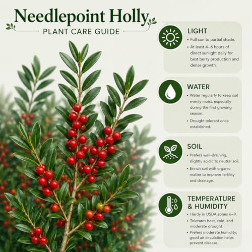 Needlepoint Holly Bush Live Plant, Small Size Holly Tree, Fast Growing Evergreen Shrub, Vibrant Red Winter Berries, Ideal for Privacy Hedges, Screens, and Landscaping - Image 6