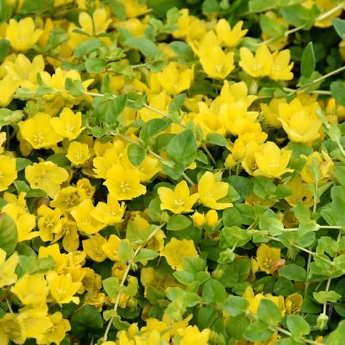 Golden Creeping Jenny Plant Live, Perennial Ground Cover, 2-5 Inch Tall - Image 2