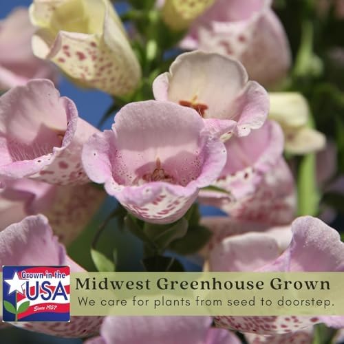 Clovers Garden Foxglove (Digitalis purpurea) Camelot Mix Plants – Two (2) Live Plants – Non-GMO - Not Seeds - Each 4" to 8" Tall – in 4" Inch Pots – Tall Flowering Spikes, Hummingbird Favorite - Image 4