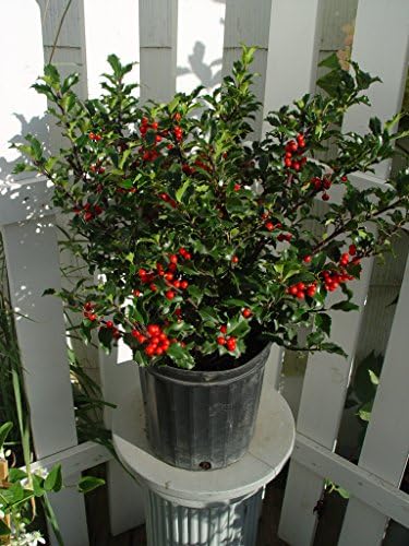 Ilex X meserveae 'Blue Princess' (Blue Holly) Evergreen, #3 - Size Container - Image 3
