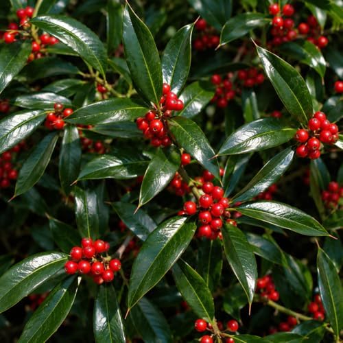 Needlepoint Holly Bush Live Plant, Small Size Holly Tree, Fast Growing Evergreen Shrub, Vibrant Red Winter Berries, Ideal for Privacy Hedges, Screens, and Landscaping - Image 4