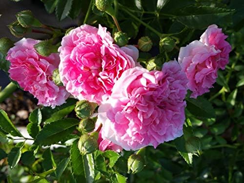 Seven Sisters Climbing Rambler Rose - Antique Heirloom Rosa Hybrid - Live Plant - Fragrant Spring Bloom - Double Pink Flower - Emerald Goddess Gardens Starter Sz 4 Inch Pot - Image 2