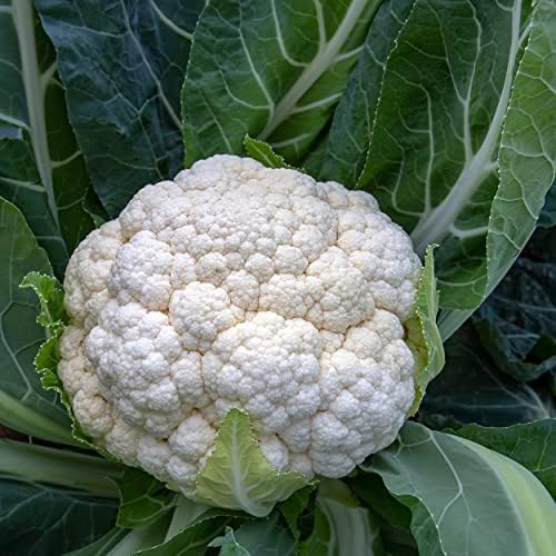 The Old Farmer's Almanac Heirloom Cauliflower Seeds (Snowball Y Improved) - Approx 450 Seeds - Non-GMO, Open Pollinated, USA Origin - Image 4