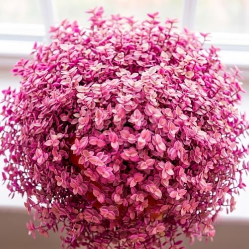 Callisia Repens Plant Live, 4''Pot, Pink Wandering Jew Vine Succulent Plant - Image 2