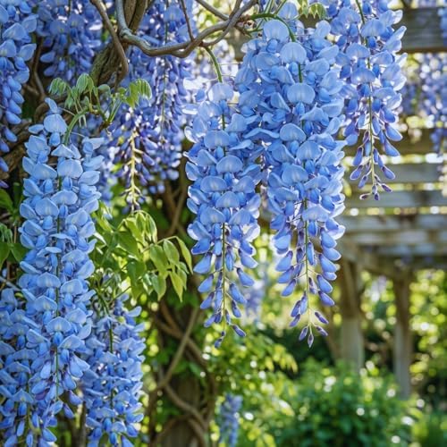 Blue Wisteria Live Plant, 2.5" Pot, Vigorous Growing Climbing Vine, Easy Care Flowering Vine, Cold-Hardy Plant for Outdoor Garden, Patio and Backyard - Image 6