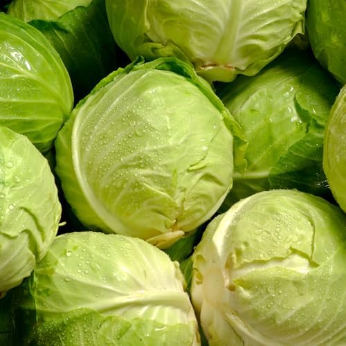 500 Live Cabbage Seeds,Green Vegetable for Outdoor Garden - Image 3