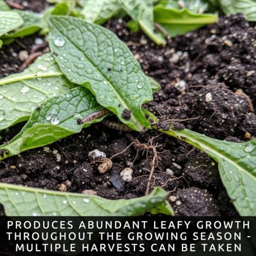 50 True Comfrey Seeds | Symphytum Officinale Perennial Herb - Image 6