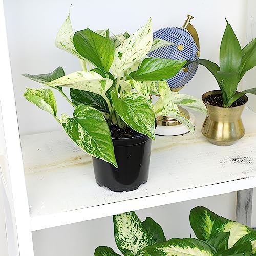 Marble Queen Pothos Plant in 4 Inch Planter Pot for Plants, Low Light Plants Live Houseplants, Pothos Live Plant Decor, Live Plants Indoor Plants Live Houseplants Live Indoor Plants by Plants for Pets - Image 2