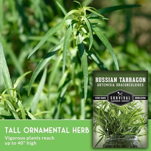 Russian Tarragon Seeds for Planting - 5 Packs - Image 5