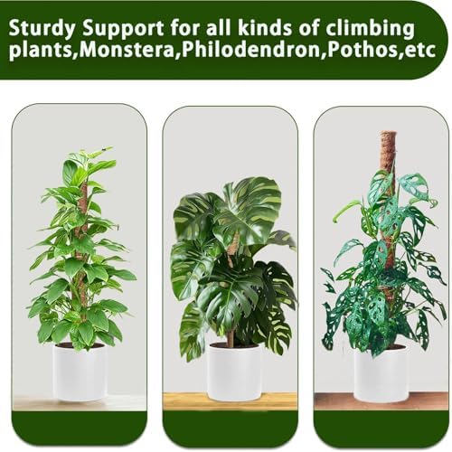 Moss Pole, 2Pack 21 Inch Plant Support Stakes for Indoor Plants, Monstera Plant Support Stakes, 37 Inch Tall Coir Plant Pole Sticks for Potted Plants, Pothos, Philodendron - Image 3