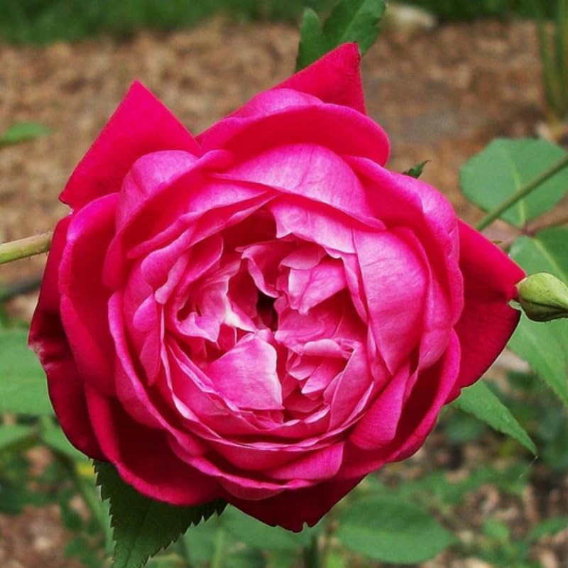 Climbing Rose Live Plant, Outdoor Garden Rose Plant, 5-9 Inch Tall - Image 2