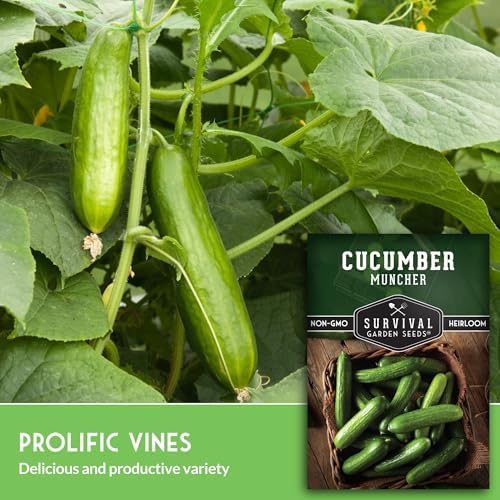 Muncher Cucumber Seeds for Planting - Low-Acid Slicing Cucumbers (1 Pack) - Image 3