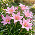 Rain Lily Bulbs, Zephyranthes, Decorative Perennial Flower Bulbs for Home, Landscape & Garden Ornament, Easy to Grow，E：15Bulbs by Unknown
