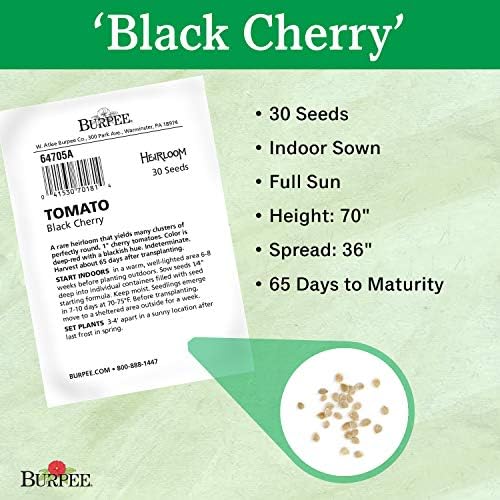 Burpee 'Black Cherry' Tomato, Purple Cherry Tomato, Sweet Rich Flavor, 30 Non-GMO Seeds - Image 3
