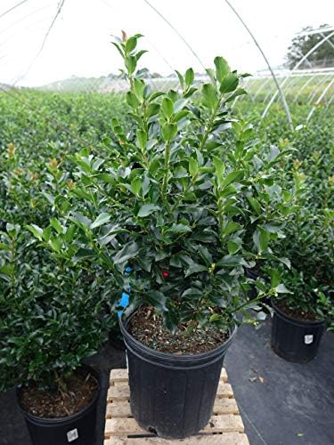 Ilex X meserveae 'Blue Maid' (Blue Holly) Evergreen, 2 - Size Container by GreenPromiseFarms