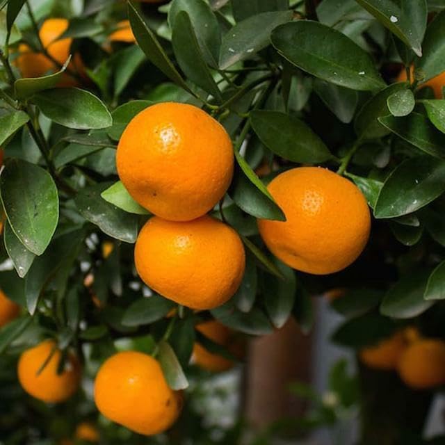 Clementine Mandarin Tree - 2-5 Inch Tall Live Plant - Potted Orange Fruit Seedling - Citrus x Clementina - Image 4