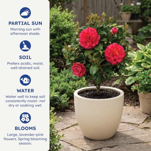 Blue Ridge Sunset Camellia, Live Evergreen Flowering Shrub, 3 Gallon - Image 6