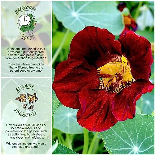 Seed Needs Black Velvet Nasturtium Seeds to Plant Edible Flowers 1 Pack - Image 2