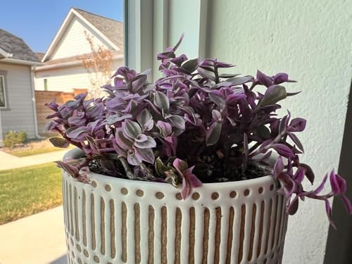 Sprout N Green Rare Pink Succulent Callisia repens 'Pink Lady', Live Plant Fully Rooted in 4" Pot, Home Office Wedding Decor DIY Project Party Favor, Garden Beginner Friendly, Keep Away from Pets - Image 2