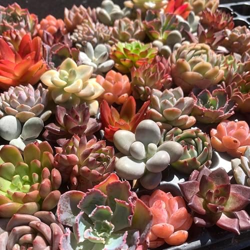 Mix DIY Rare Live Succulent Plants, 0.5-1,5" Random Mystery Bulk Succulent Live Plant, Without Pot & Soil, 12/24/100 Pcs, Garden Indoor Office Desk Decoration, Plant Gifts (12) - Image 5