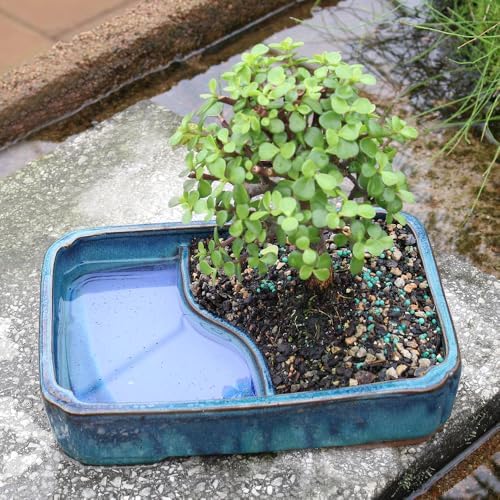 Brussel's Bonsai - Medium Jade Live Bonsai Tree, Potted Indoor Plant - Image 5