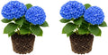 2 Nikko Blue Hydrangea Tree Live Plant, 2.5" Pot, Eye Catching Hydrangea Plant Live, Cold Hardy Perennial Flowering Shrub, for Gardens & Yard Borders by GINGERGLOW