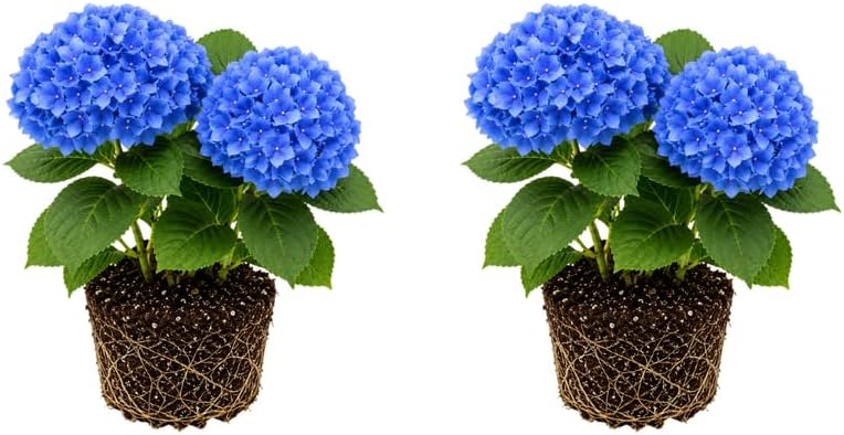 2 Nikko Blue Hydrangea Tree Live Plant, 2.5" Pot, Eye Catching Hydrangea Plant Live, Cold Hardy Perennial Flowering Shrub, for Gardens & Yard Borders by GINGERGLOW