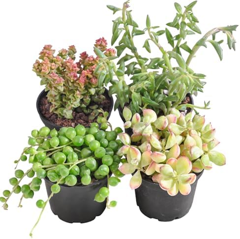 Succulent Plants (4 Pack Trailing Varieties), Live Succulents Fully Rooted by TNG