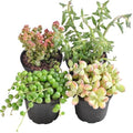 Succulent Plants (4 Pack Trailing Varieties), Live Succulents Fully Rooted by TNG