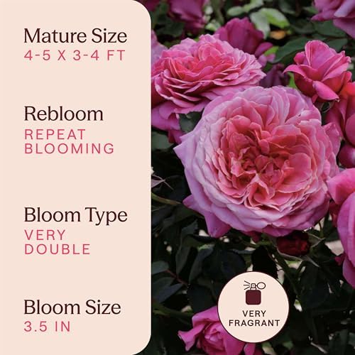 Heirloom Floribunda Roses, Live Own Root Plant, Queen of Elegance™ - Image 6