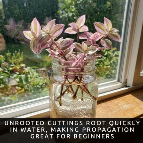 Tradescantia Live Plant Cuttings, Wandering Jew Cuttings, 5 Pink Lady - Image 2