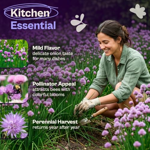 SVI 800 Chives Seeds (Allium schoenoprasum) – Onion Chives Seed Packets, Heirloom Perennial Herbs with Mild Onion Flavor – Culinary Herb Seeds for Home Garden, Containers, Indoor & Outdoor Herb Garden - Image 3
