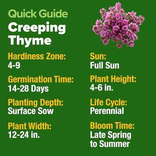 HOME GROWN Purple Creeping Thyme Seeds, 22,000+ Seeds, Thymus serpyllum - Image 5