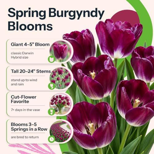 20 Kansas Proud Triumph Tulipa, Tulip Bulbs for Fall Planting - Image 2