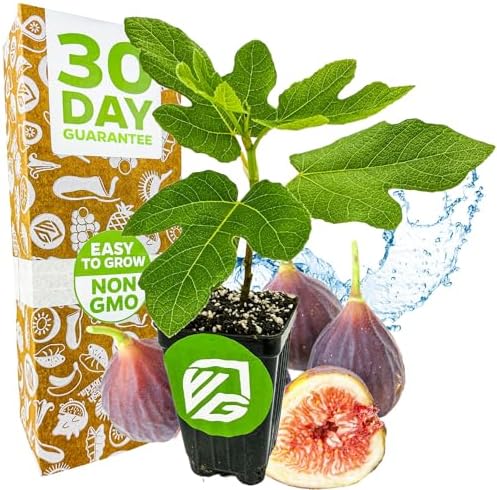 Chicago Hardy Fig Tree (1-Pack) Live Starter Plant by Wellspring Gardens by WellspringGardens