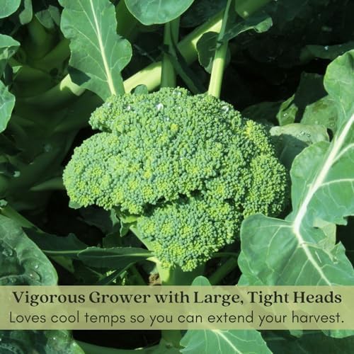 Clovers Garden Broccoli Marathon Plants- Two (2) Live Plants – Non-GMO - Not Seeds - Each 4" to 8" Tall – in 4" Inch Pots - High-Yield, Cold Tolerant - Image 3