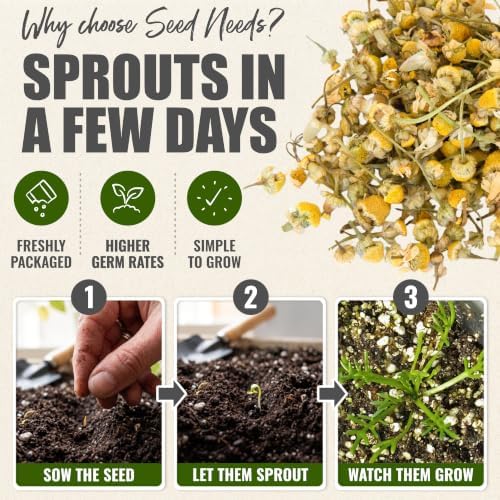 Seed Needs Roman Chamomile Seeds to Plant an Herb Garden - 5 Packs - Image 5
