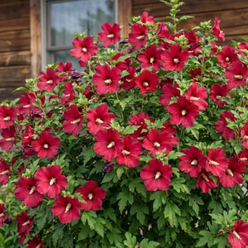 Red Rose of Sharon Plant, Flowering Shrub, 6-10 Inch Tall, Quart Pot - Image 3
