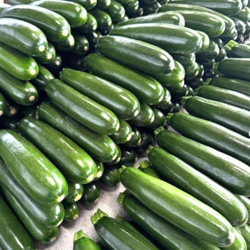 2 Green Zucchini Live Plants, Vegetable Seedling, 4 Inch Pot - Image 5