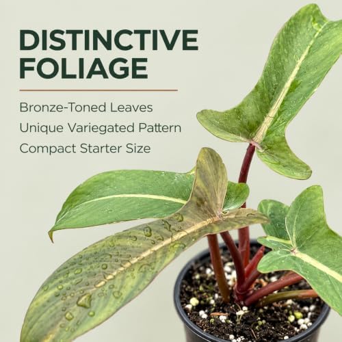 Philodendron Florida Bronze Starter Plant - Rare Live Indoor House Plant - Image 2
