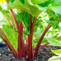 Votaniki Victoria Rhubarb Crown - Perennials, Bulk & Wholesale Rhubarb Crown Ready to Plant | Easy to Grow, Comes Back Every Year (50 Pack) by Votaniki