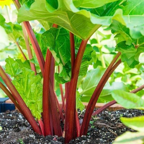 Votaniki Victoria Rhubarb Crown - Perennials, Bulk & Wholesale Rhubarb Crown Ready to Plant | Easy to Grow, Comes Back Every Year (50 Pack) by Votaniki
